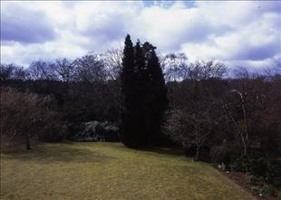 Garden 2