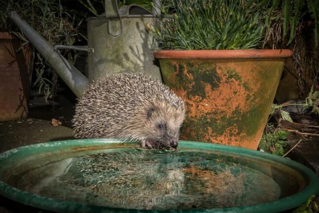 7 Provis Mead Hedgehog-1.jpg