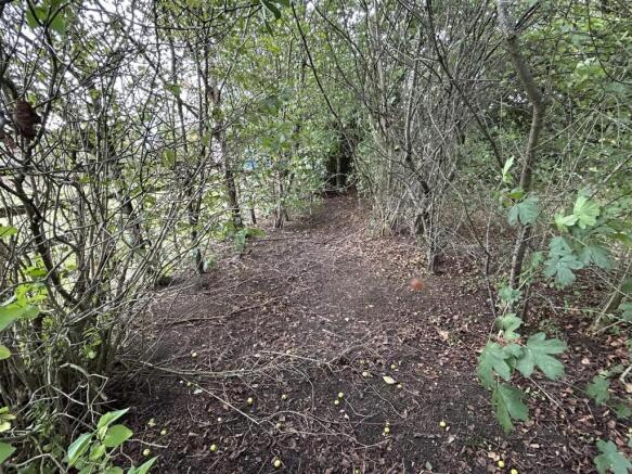 woodland walk.JPG