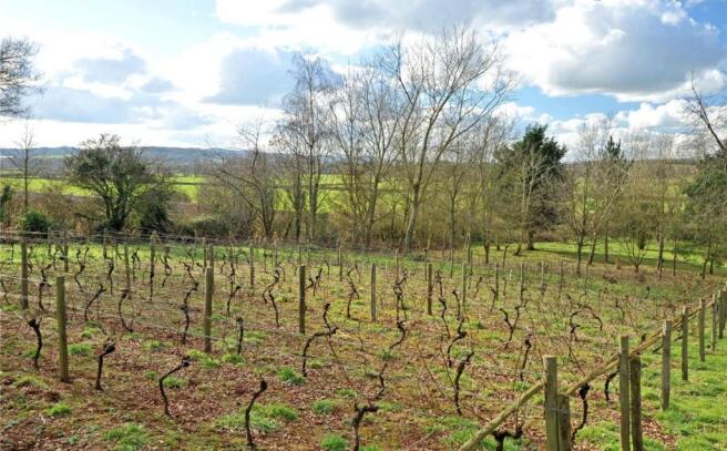 Vineyard