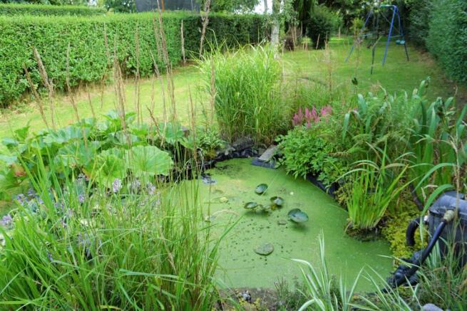 Lilly Pond