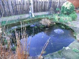 Pond