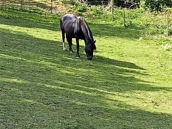 Owners Horse
