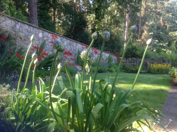Garden summer shot 