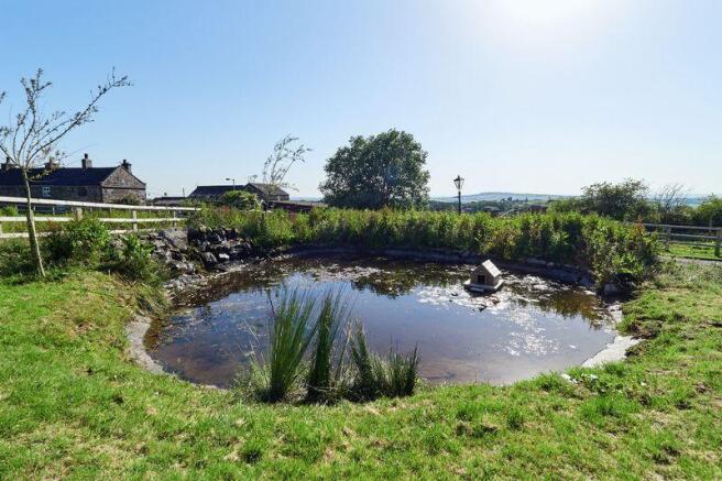 Pond