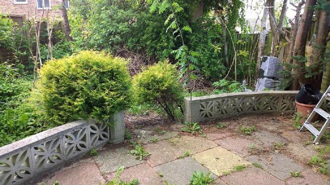 Back garden