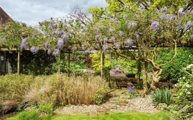 Wisteria