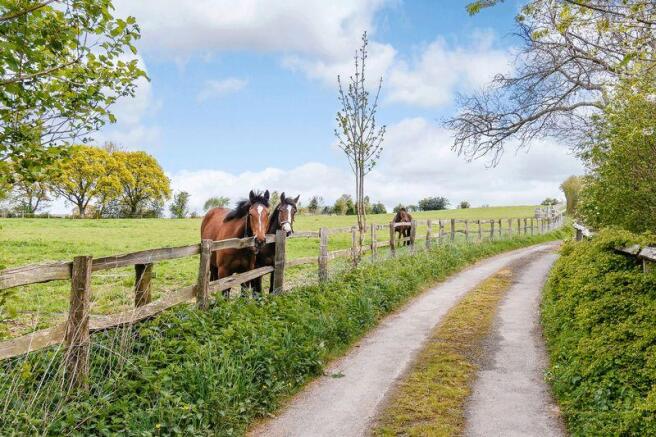Paddocks 
