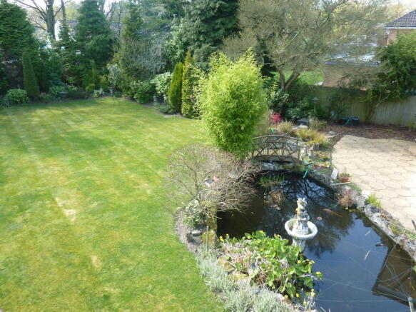 Koi Carp Pool