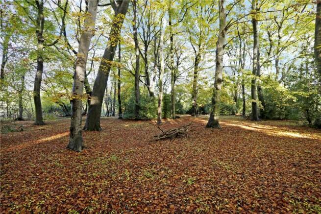 Woodland