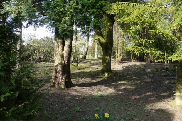 Woodland Garden