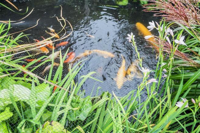 Fish Pond