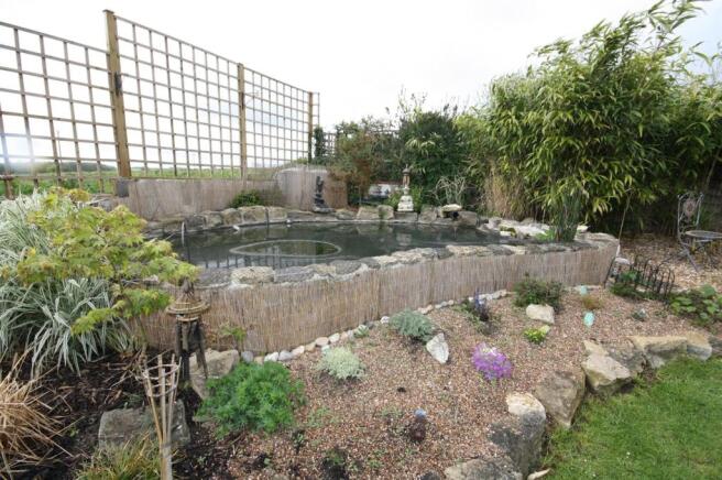 pond.JPG