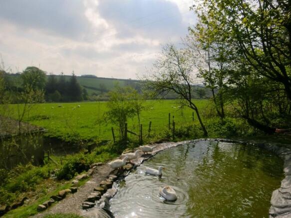 duck pond