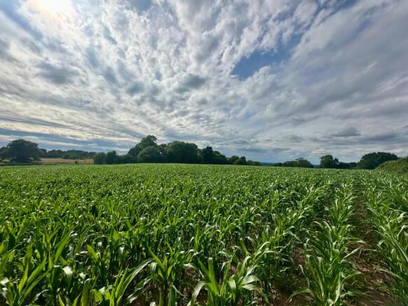 Pre Maize harvest