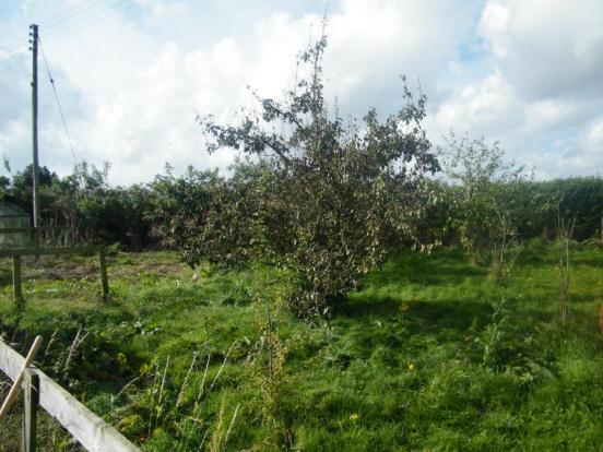 Orchard