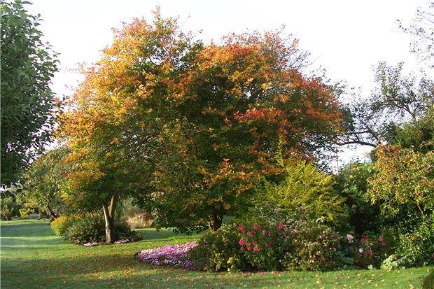 Garden in Bloom