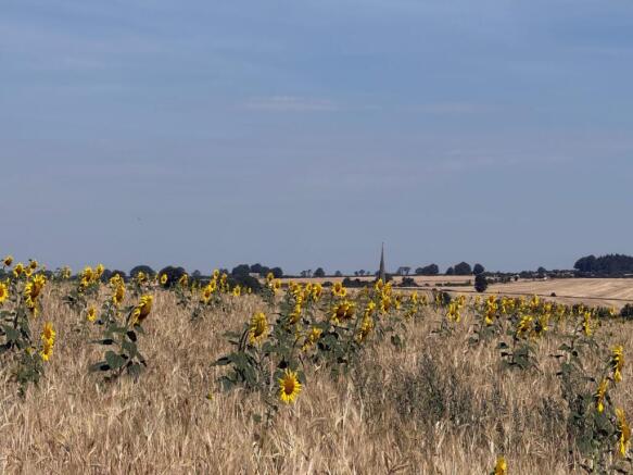 sun flowers - view across fields