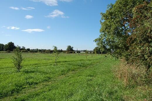 The Field