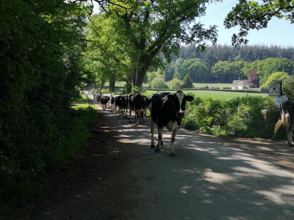 Cows on Shute Road.jpg