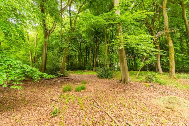 Woodland