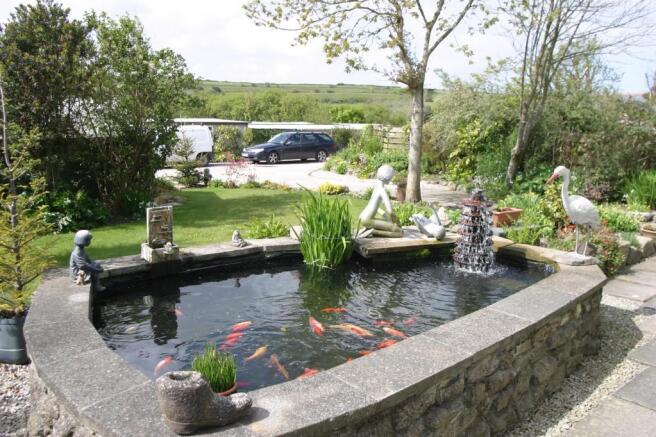 Koi Carp Pond