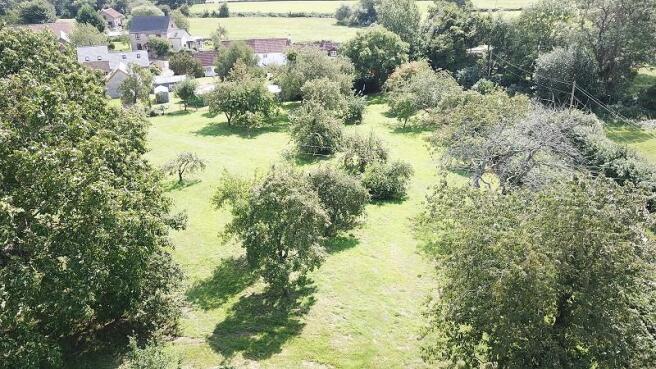 Orchard