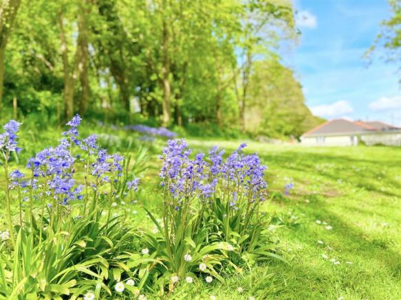 Bluebells.jpeg