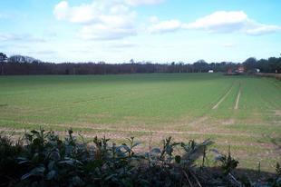 Field View