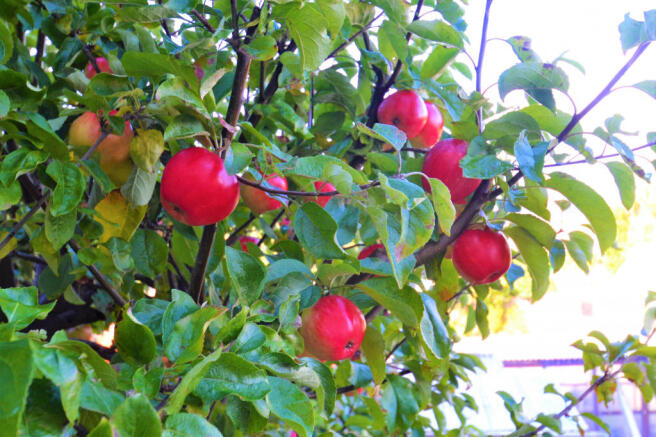 Photo 20
