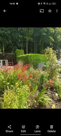 Garden in summer