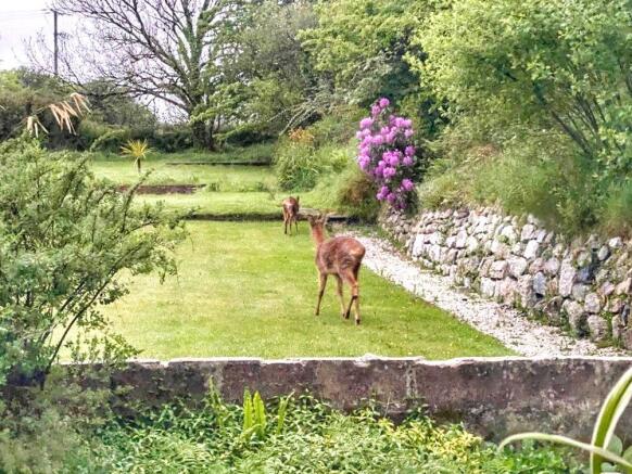 Deer In Garden