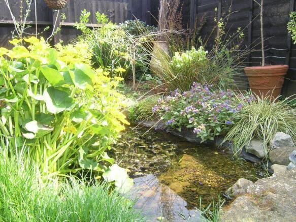 Pond
