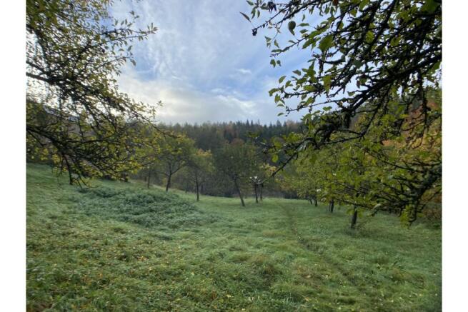 Orchard