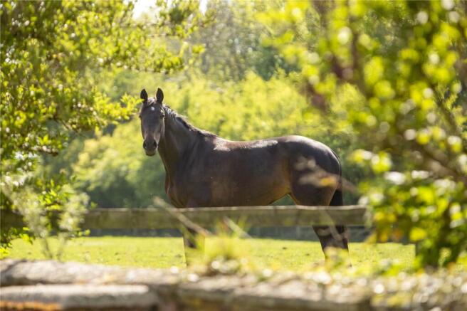Horse View