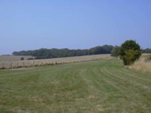 Paddock