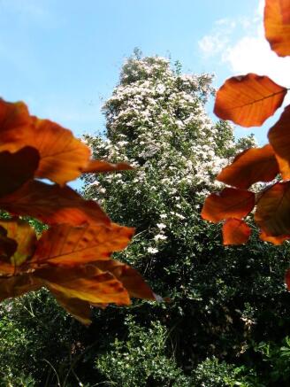 37GWS_garden15.jpg