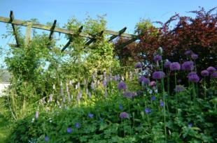Lovely shrubs