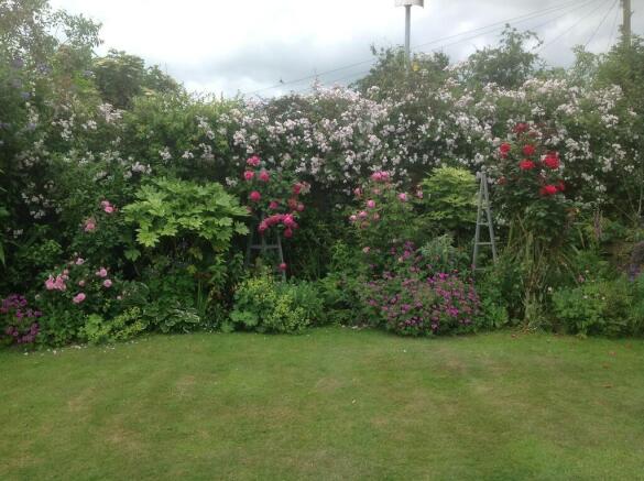 Roses in summerti...