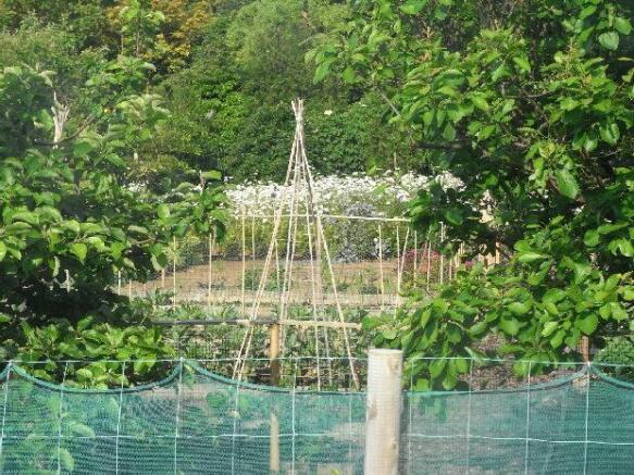 The Vegetable Plot