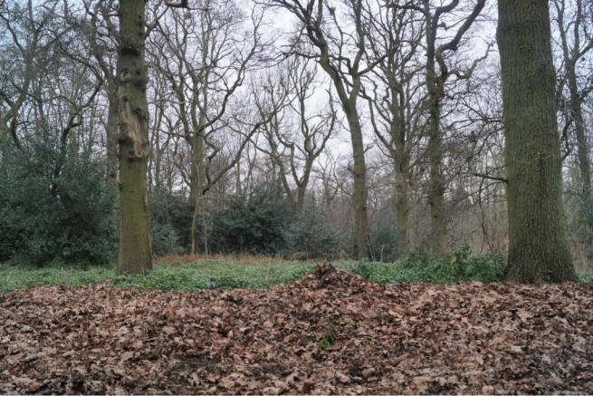 Woodland