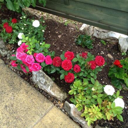 Flower border in ...