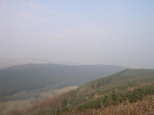 The Forest