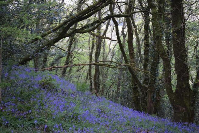 bluebell wood.jpg