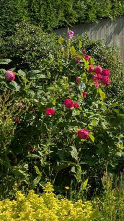 Cottage garden in summer2.jpg