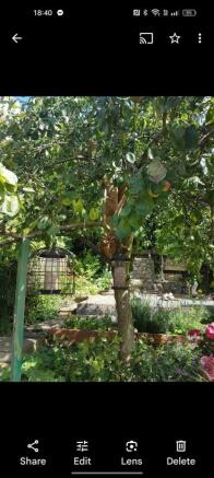 Garden in summer
