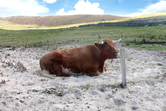 Roaming Livestock