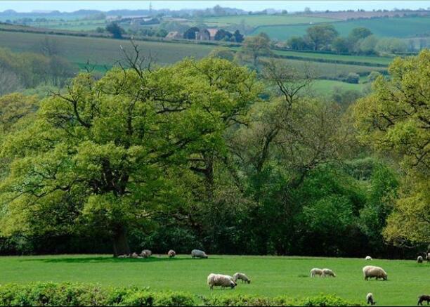 Rural Views