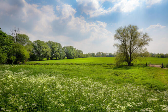 Meadows