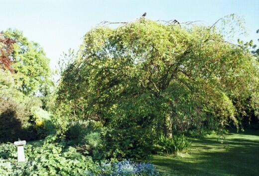 South Garden
